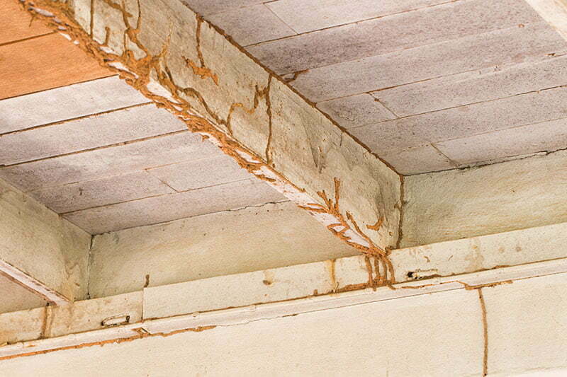 Visible termite infestation on floor joists found in termite inspection kansas city