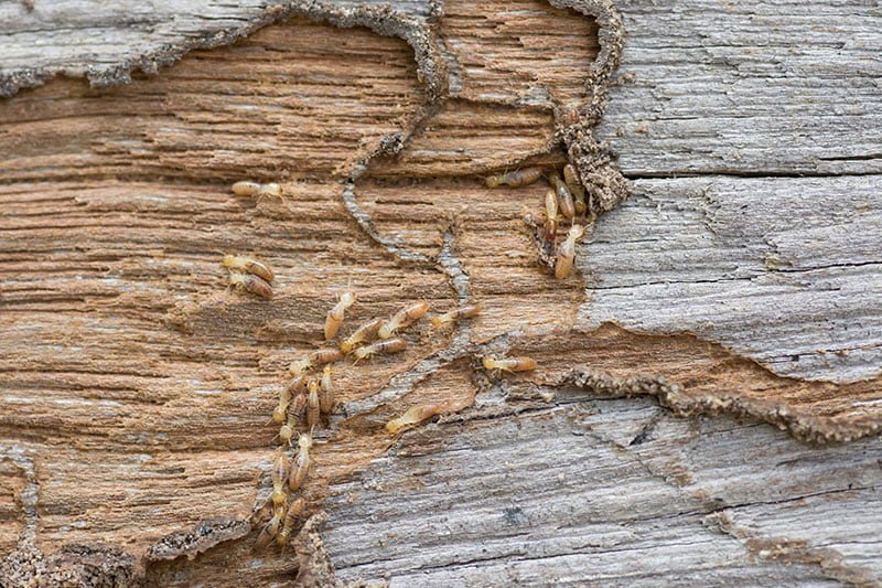 Visible termite infestation on tree