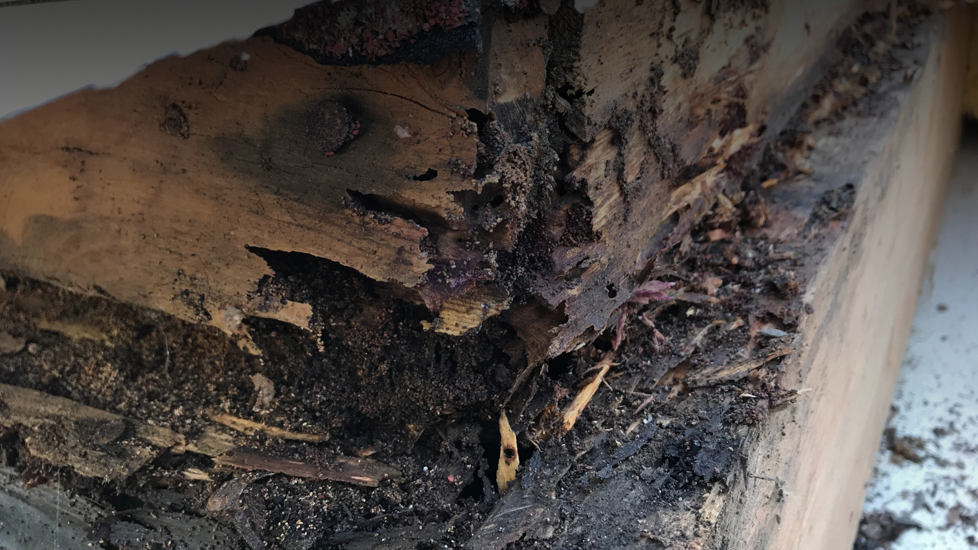 Termite damage in Kansas city